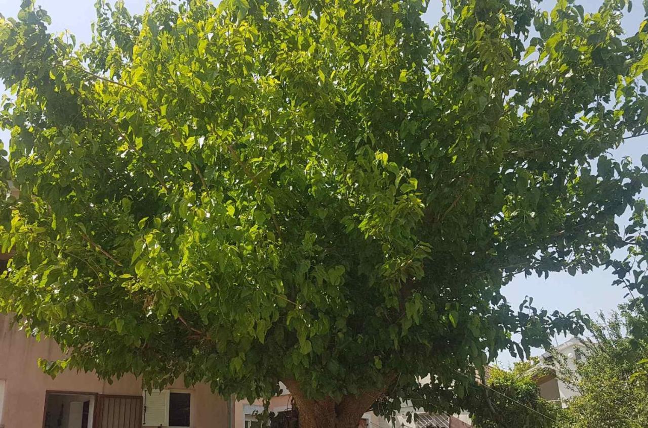 Apartment Sanja بريمونتيرا المظهر الخارجي الصورة